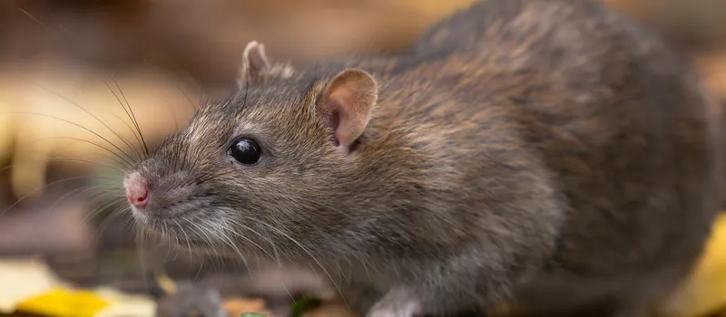 Wanderratte im Herbstlaub